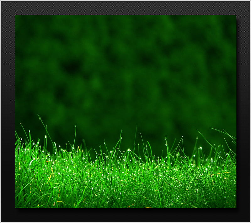 Green Grass, dew, macro, nature, water, wet, HD wallpaper