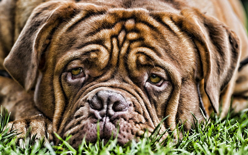 Bordeaux mastiff, close-up, pets, cute animals, R, bokeh, Dogue de Bordeaux, dogs, French mastiff, HD wallpaper