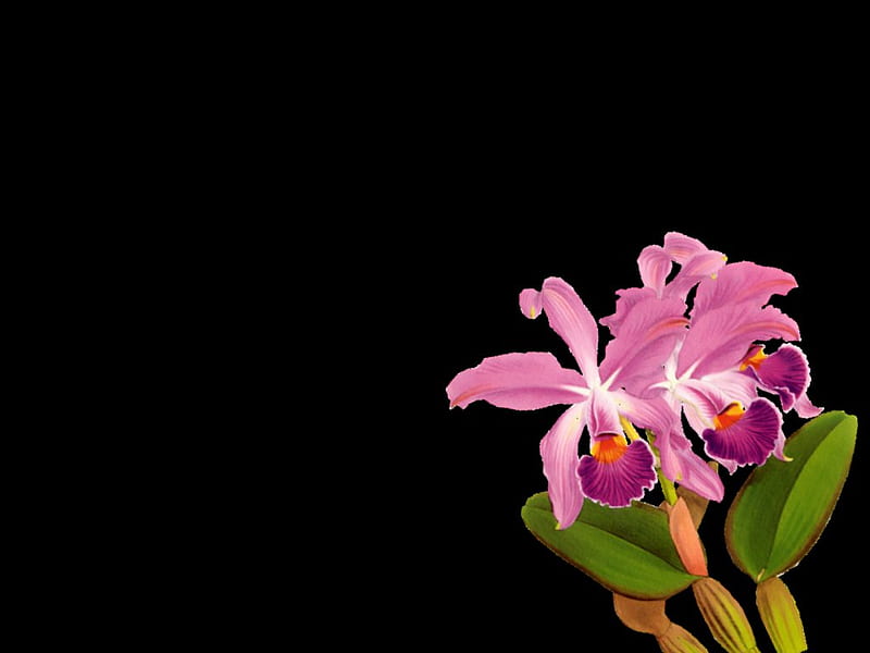 Pretty orchid, flower, black, orchid, HD wallpaper
