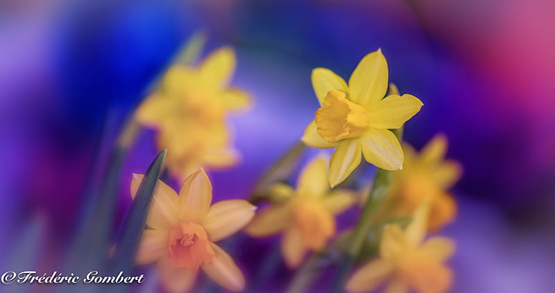 daffodils, flowers, yellow, macro, spring, HD wallpaper