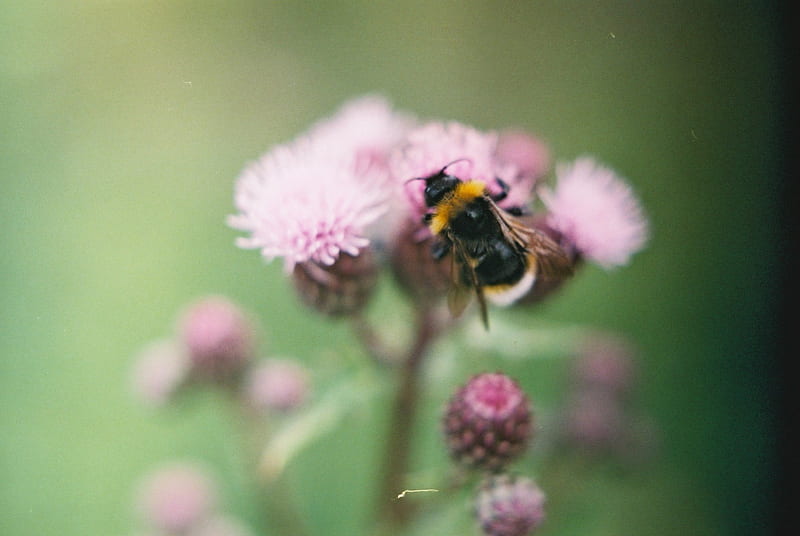 The Busy Bee, bugs, bee, animals, insects, HD wallpaper
