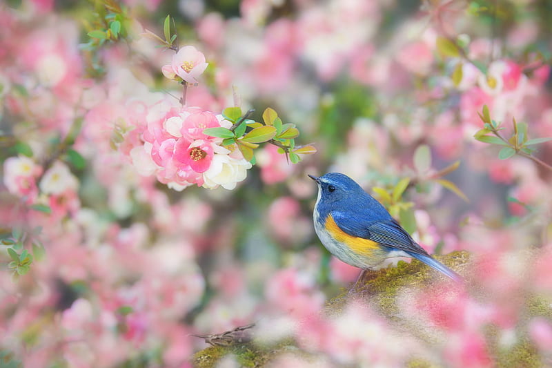 Birds, Bluebird, Bird, Flower, Passerine, Wildlife, HD wallpaper