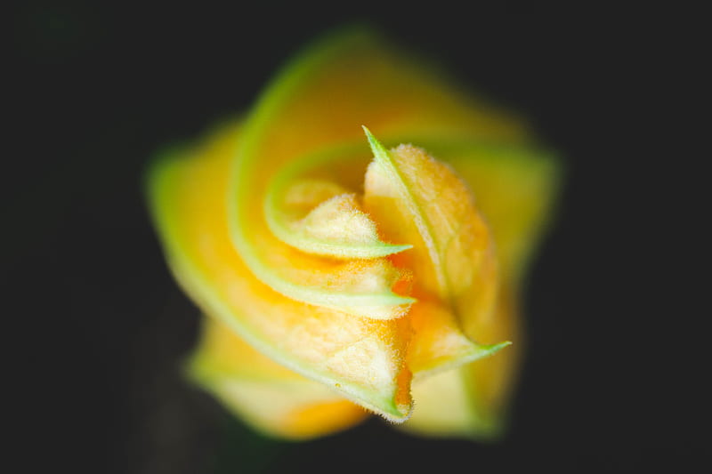 bud, flower, macro, yellow, petals, HD wallpaper