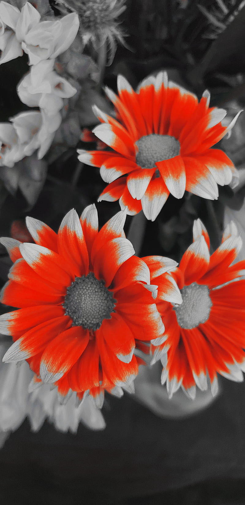 Flowers, red, flower, gray, beauty, daisy, lotus, HD phone wallpaper