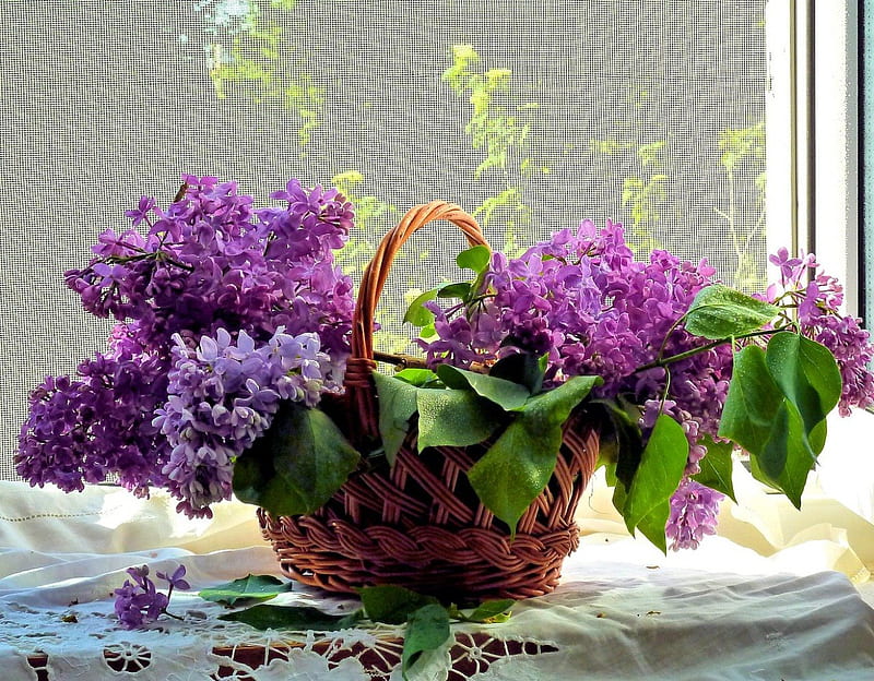 Basket with fresh lilac, lilac, pretty, house, home, bonito, fragrance, still life, leaves, nice, bunch, flowers, room, lovely, window, view, scent, basket, HD wallpaper