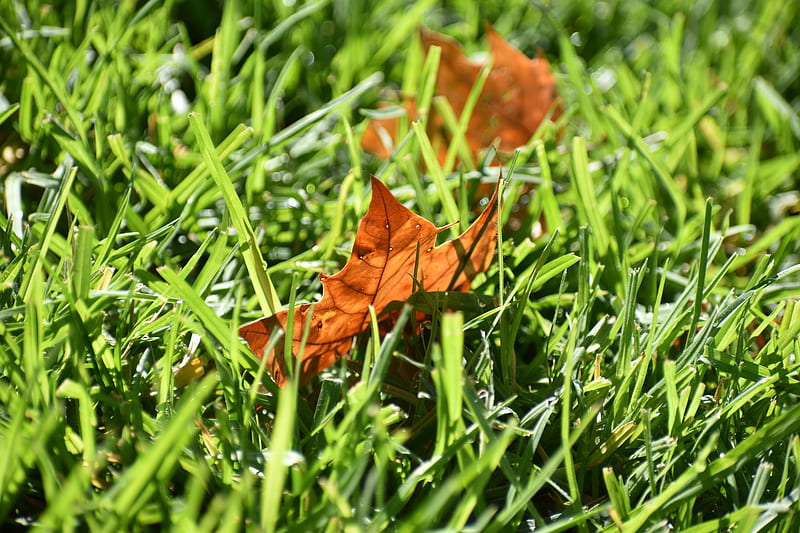 brown dried leaves on green grass, HD wallpaper