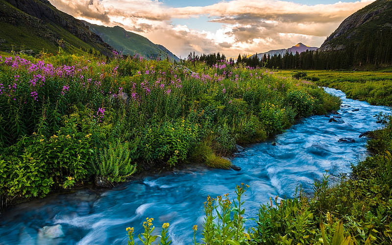 mountain river, sunset, mountain landscape, green grass, wildflowers, Colorado, USA, HD wallpaper