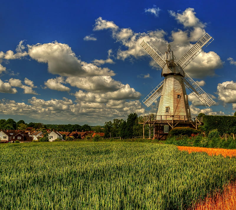 Scenery, field, grass, house, plant, wheat, wind, windmill, HD wallpaper