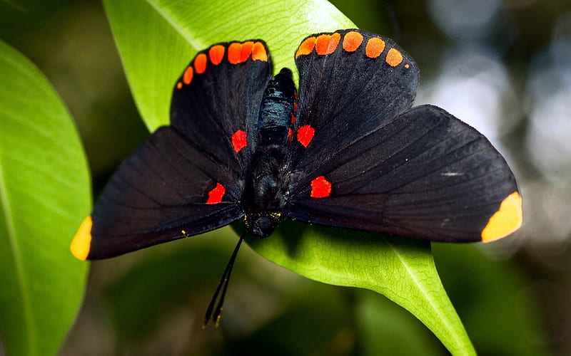 Black Butterfly, bug, wings, butterfly, spots, insect, black, leaf, HD wallpaper