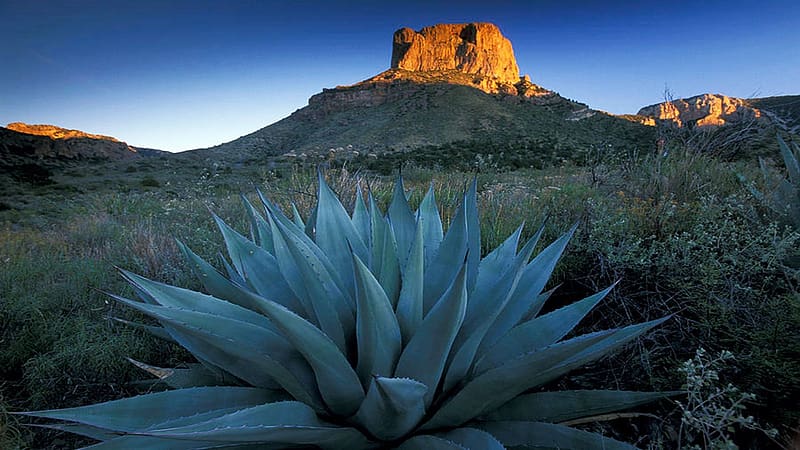 Casa Grande Mountain, Big Bend National Park, Texas, desert, landscape, evening, agave, usa, HD wallpaper