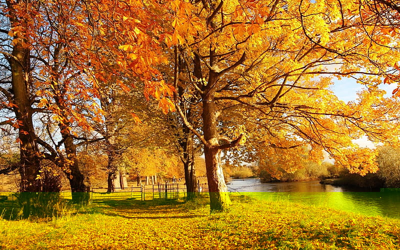 Autumn Park, fall, yellow, nature, park, trees, lake, HD wallpaper | Peakpx