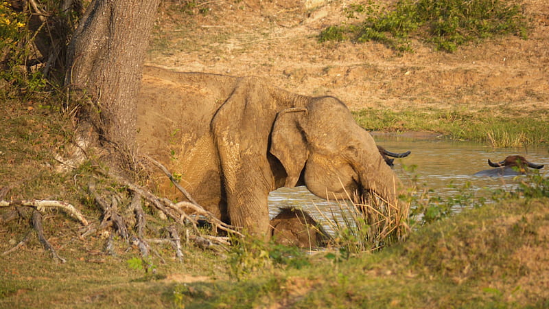 Mother Elephant and Baby Drinking, Thirst, Sri Lanka, Drinking, Yala, HD wallpaper