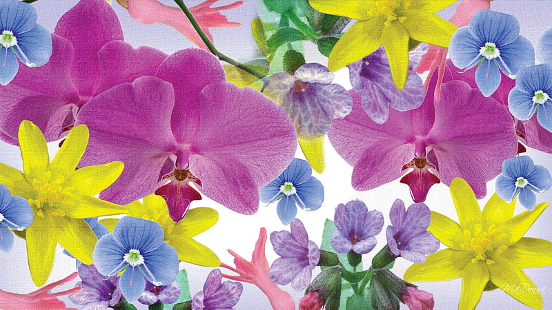 Colorful Flowers, orchids, yellow, purple spring, pink, susmmer, blue, floral, HD wallpaper