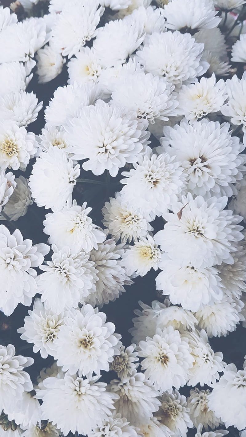 White Flower Blossoms iPhone Wallpaper  4K