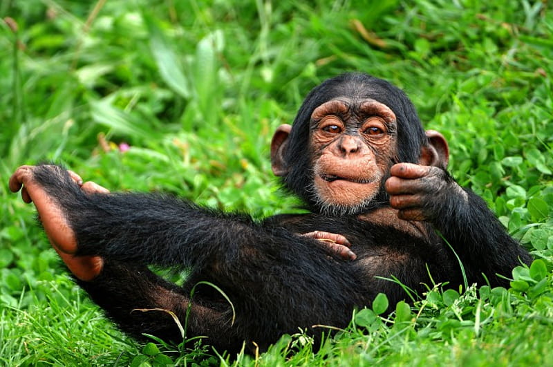 Monkey chimpanzee, grass, Monkey, animal, chimpanzee, HD wallpaper