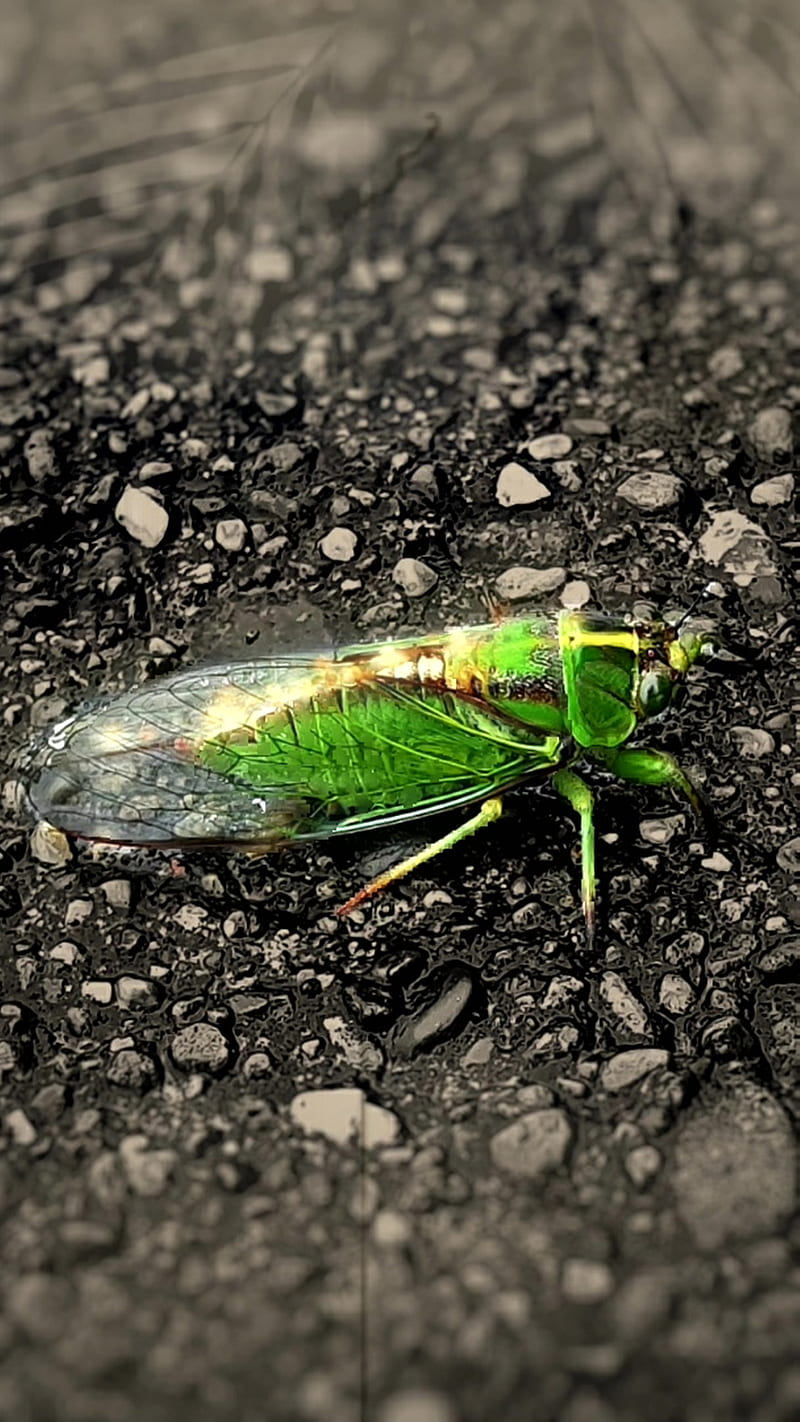 Cicada Insect , animal, bug, creature, HD phone wallpaper