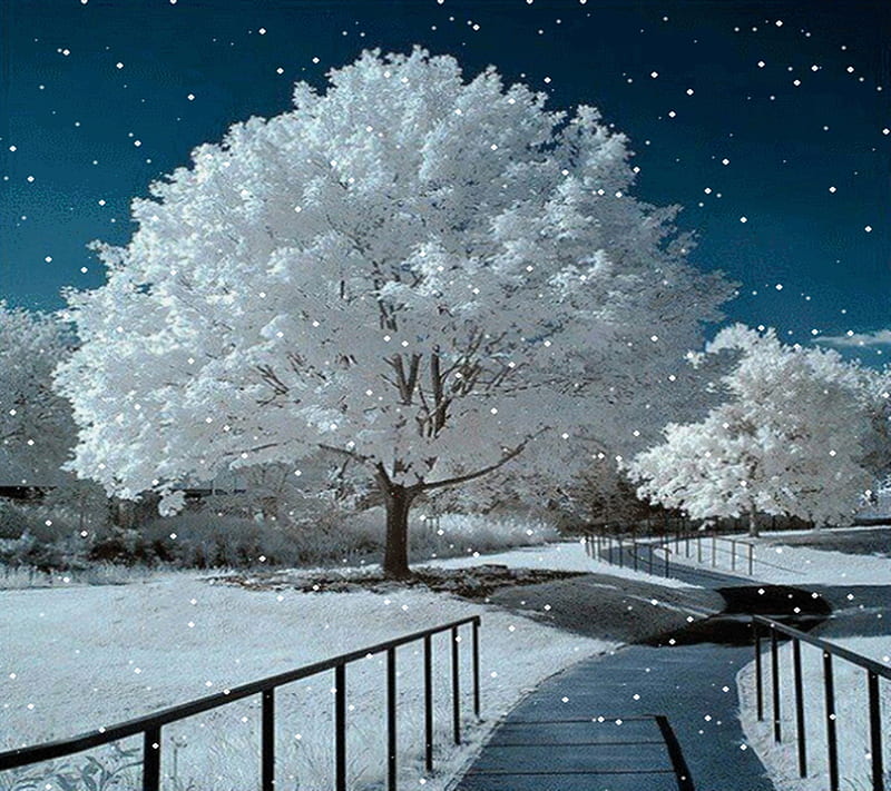 winter trees wallpaper hd