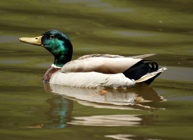 Male Mallard, mallard, male, duck, lake, HD wallpaper
