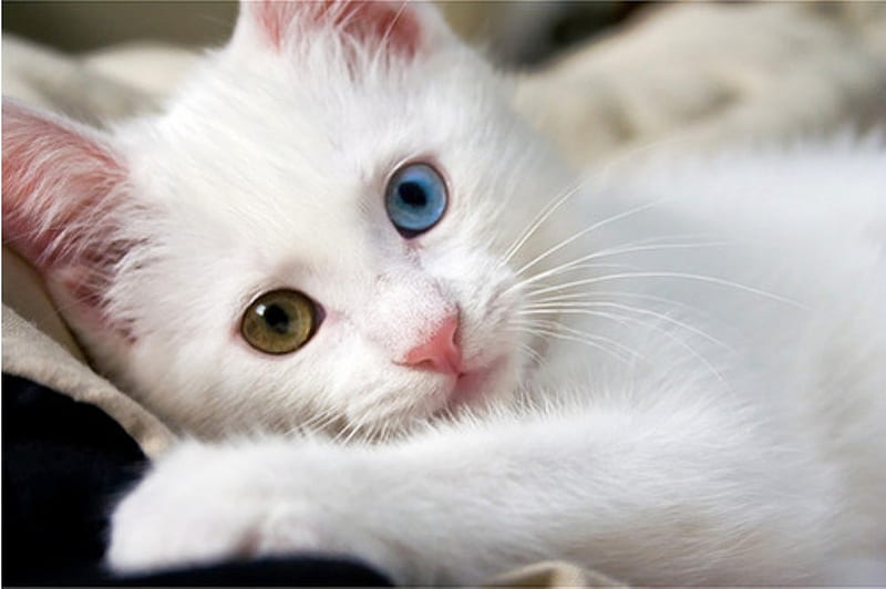 brown and white cat with blue eyes