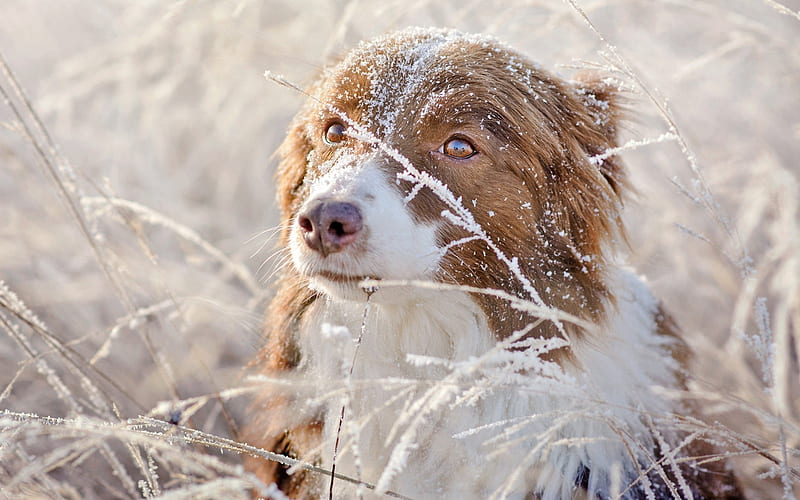 Aussie, domestic dog, Australian Shepherd, winter, snow, dogs, HD wallpaper