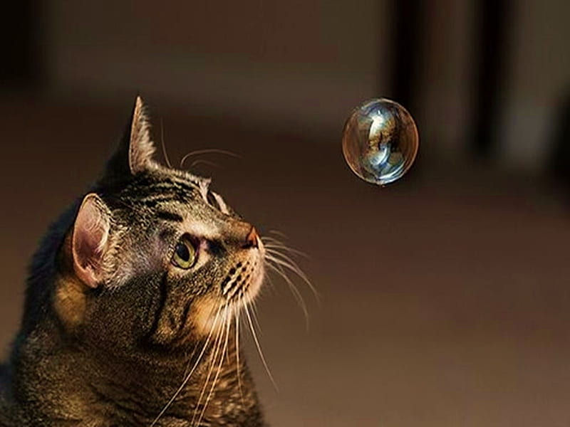 Curiosity , curious, bubble, cat, watching, HD wallpaper