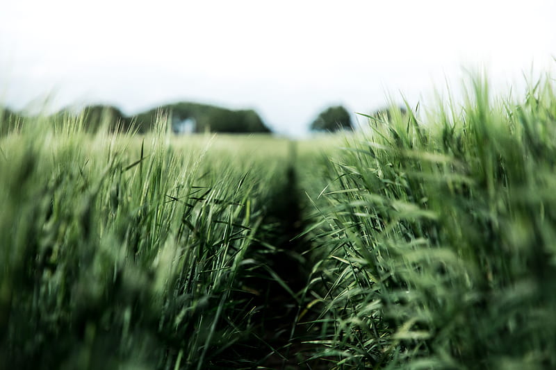 field, rye, green, nature, agriculture, HD wallpaper