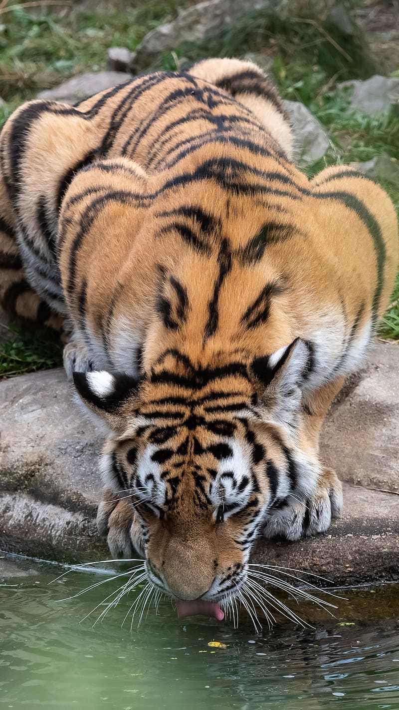 Tiger Lion, Drinking Water, drinking, water, wild, animal, HD phone wallpaper