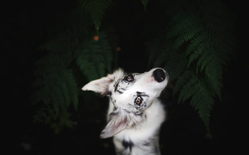 White Australian Shepherd, Aussie with black spots, white puppy, cute animals, dogs, HD wallpaper