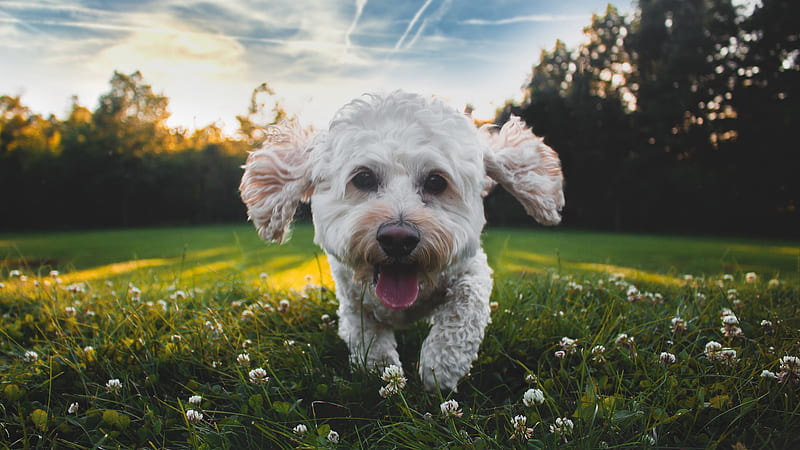 Closeup Of White Medium Coated Puppy Running On Grass Field During Daytime Animals, HD wallpaper