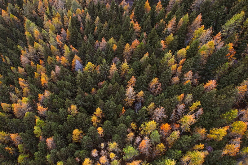 autumn, trees, aerial view, paint autumn, forest, HD wallpaper