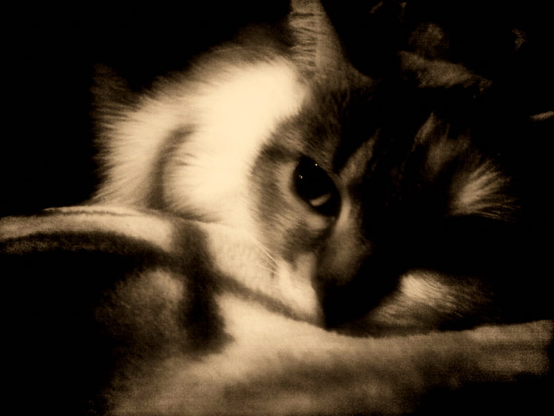 Bored lady-cat, sepia, cat, bored, asya, HD wallpaper