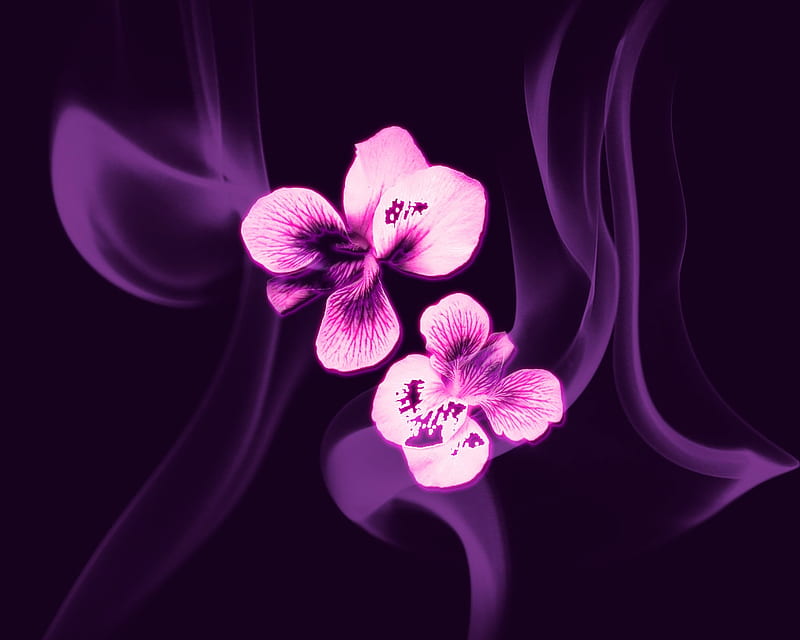 Violett, flower, abstract, HD wallpaper