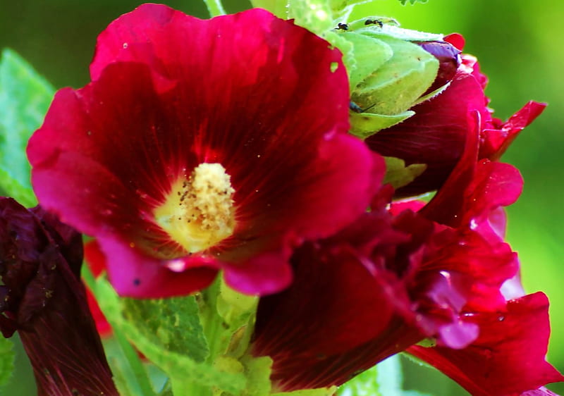 I fiori di Brosso, belle, di giorno, 1, rosse, HD wallpaper