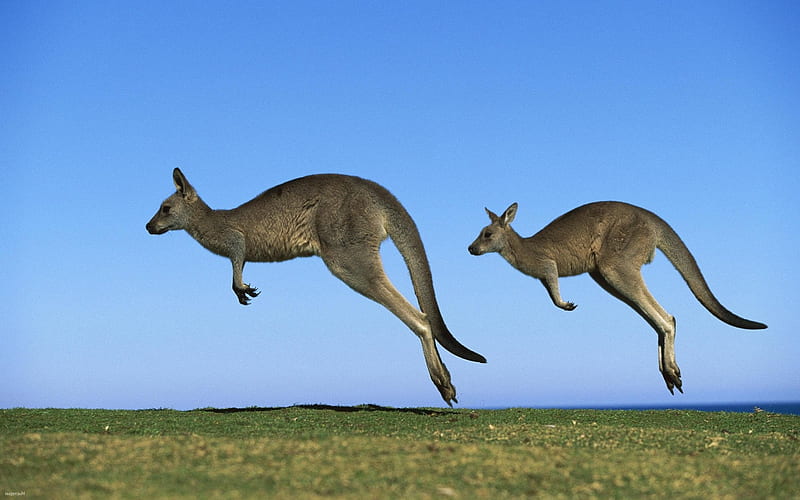 Kangaroos in Australia, kangaroos, Australia, animals, jumping, HD wallpaper