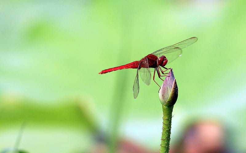 HD dragonfly wallpapers | Peakpx