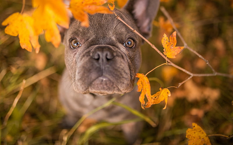 french bulldog, cute little dog, pets, dogs, puppies, autumn, HD wallpaper