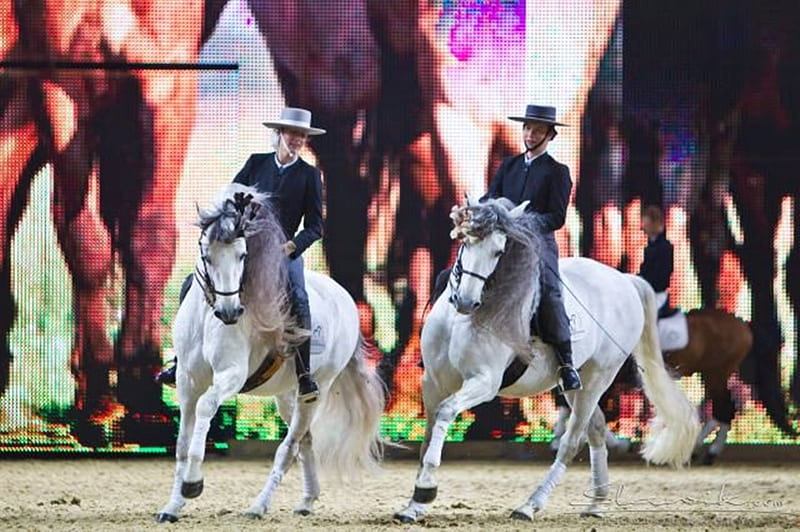 Andalusian Show, show, gris, andalusian, horses, spanish, HD wallpaper