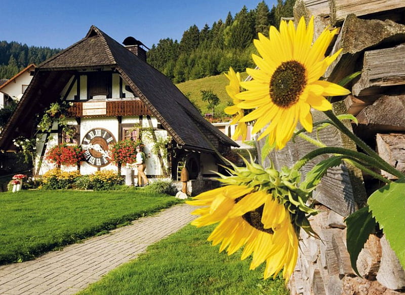 Cuckoo Clock Cottage, house, sunflowers, path, clock, sunshine, landscape, HD wallpaper