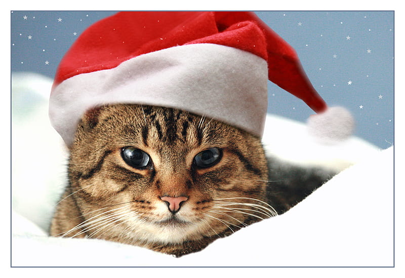 St. Nicholas Cat, red, nice, christmas, snow, closeup, nicholas clouth, cat, winter, HD wallpaper