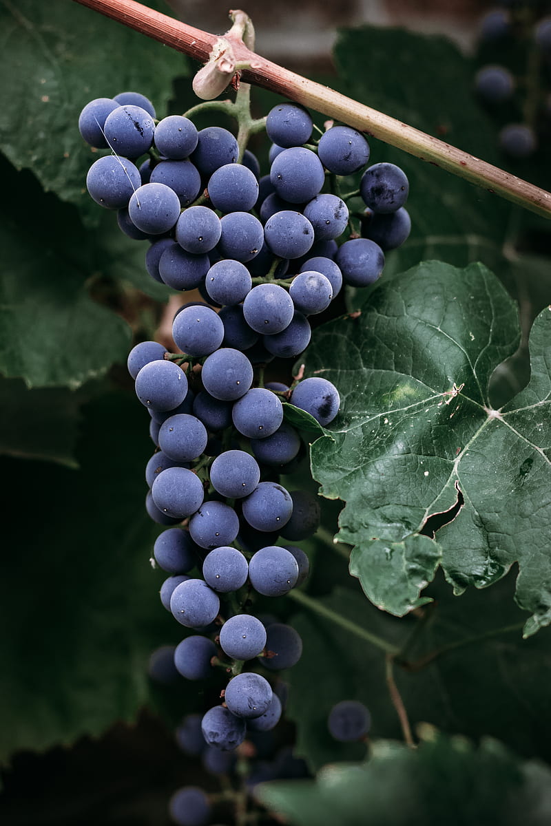 grapes, bunch, berries, macro, HD phone wallpaper