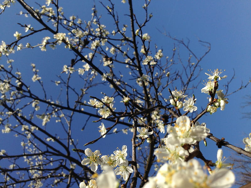 Plum tree flowers, beauty, flowers, tree, sky, HD wallpaper