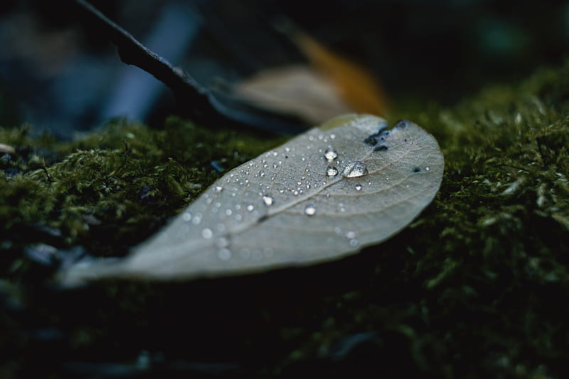 Close-up graphy of Leaf, HD wallpaper