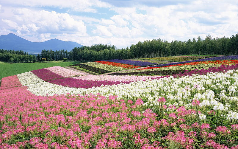 Field of Colorful Flowers in Hokkaido Japan, hokkaido, colorful, japan, purple, flowers, white, sky, field, HD wallpaper