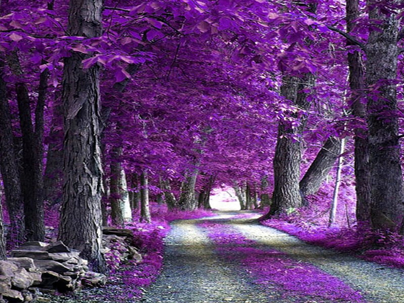 1920x1080px, 1080P free download | Purple-Forest, forest, purple ...