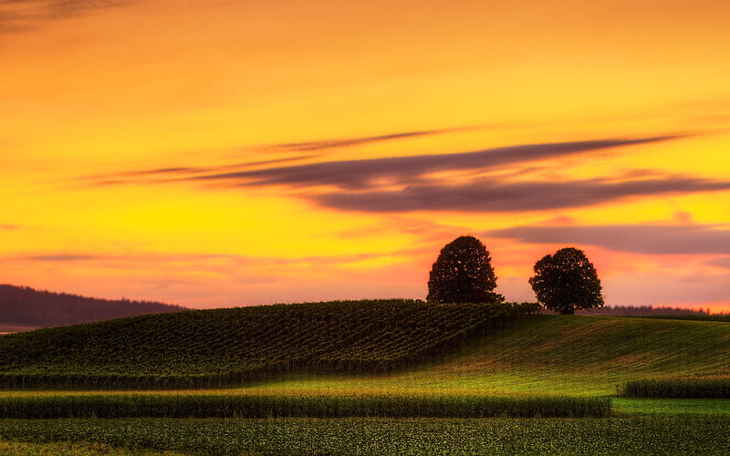 Two Trees, colors, bonito, sunset, twilight, trees, sky, clouds, farmland, rolling, nature, hill, field, HD wallpaper