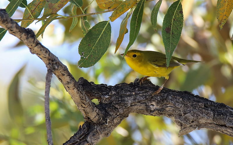 Yellow Warbler, yellow, tree, bird, animal, warbler, HD wallpaper