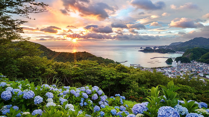 japan, sunset, blue flowers, field, clouds, Landscape, HD wallpaper