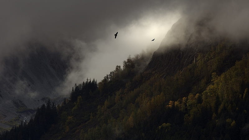 birds flying over a foggy mountainside, mountain, forest, slope, fog, valley, HD wallpaper
