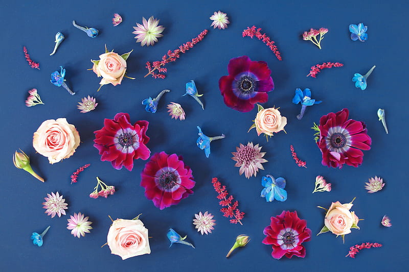 blue, texture, rose, flower, pink, leaf, anemone, HD wallpaper