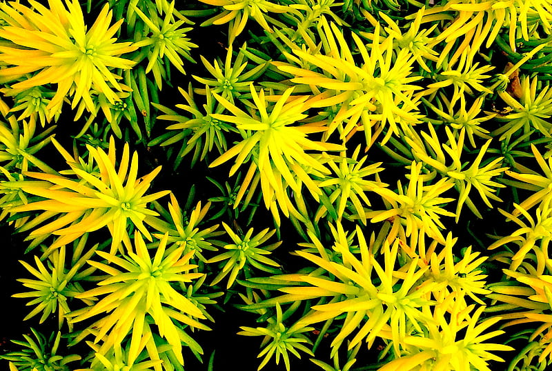 Yellow Ice, ice plants, plants, flowers, yellow, garden, shrubs, HD wallpaper